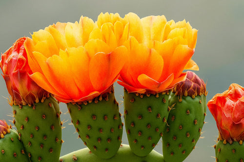 Opuntia